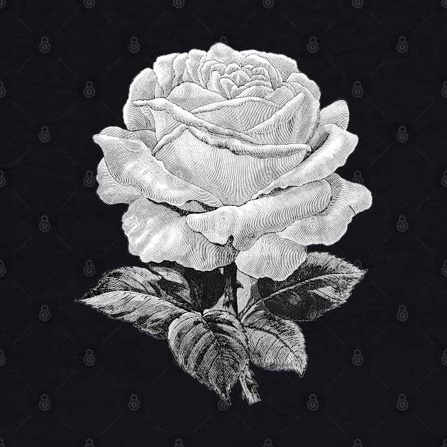 White Rose Black-White Illustration by Biophilia